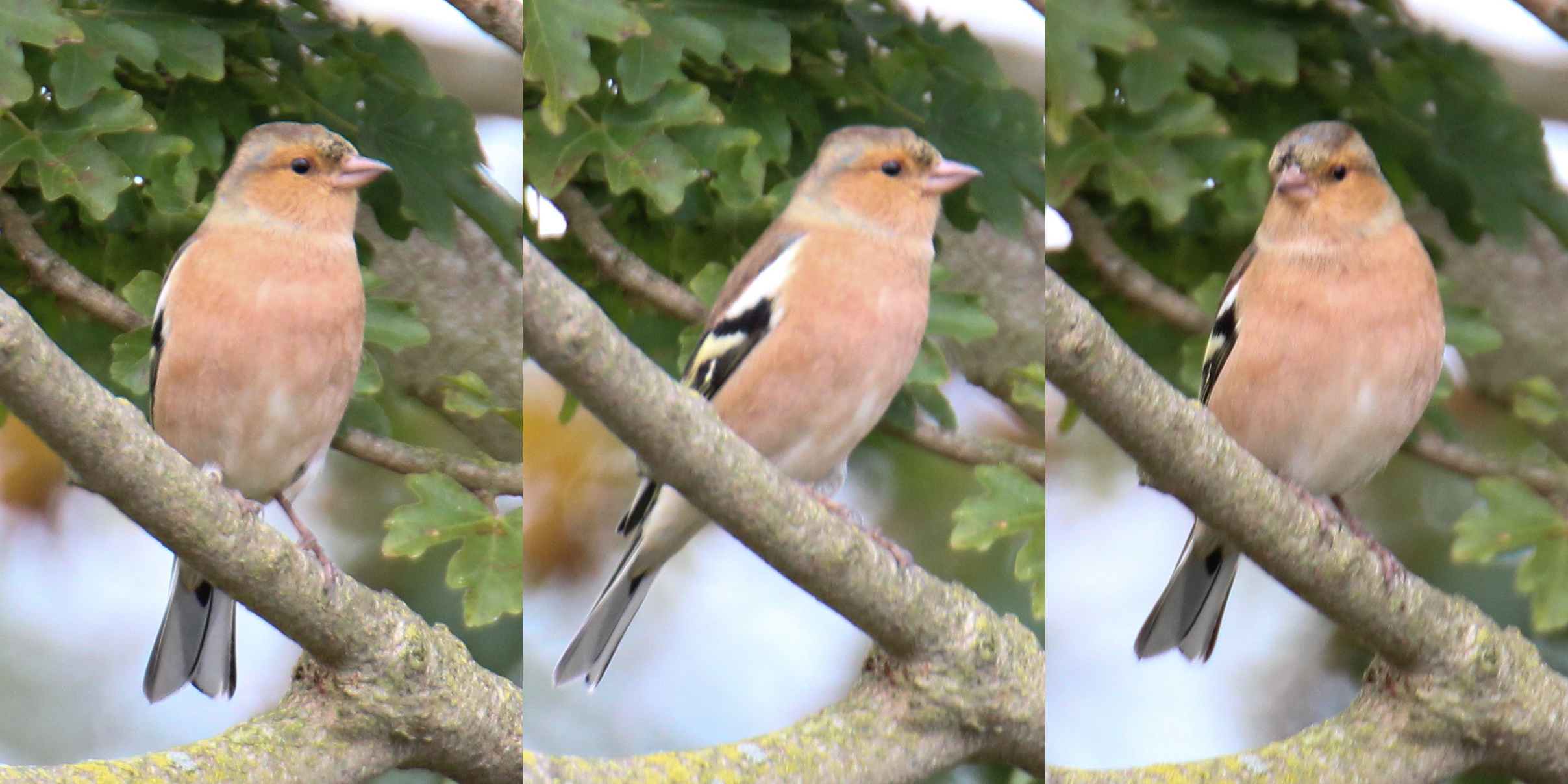 Vogeltje, is dit een vink? (Suffolk, Engeland)
